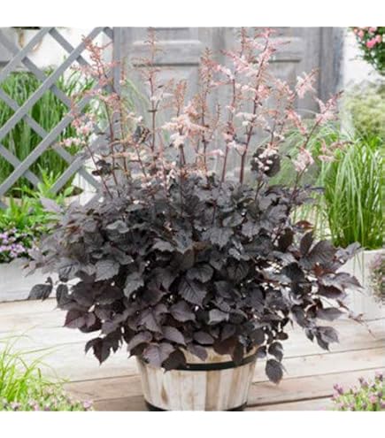 Amazon｜サルビア・ディビノラム｜観葉植物 オンライン通販